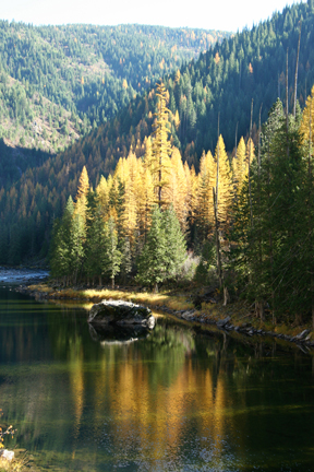 Autumn larch along the Lochsa River (Borg Hendrickson photo)