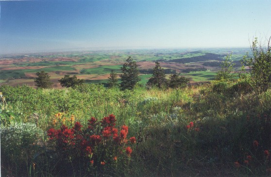 Palouse Prairie (Alison Meyer photo)