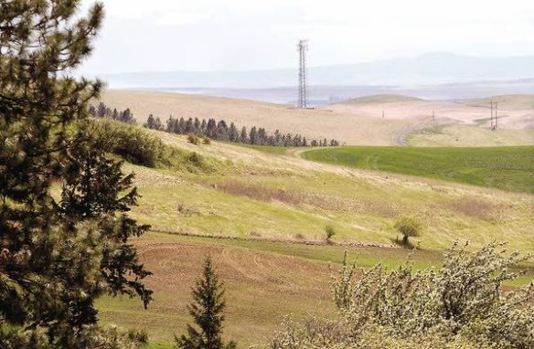 If built on the eastern route referred to as E-2, a new section of U.S. Highway 95 would start near this cell tower, travel north through a grove of trees, and continue across this grassland (Geoff Crimmins /Moscow-Pullman Daily News photo).