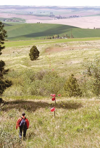Mary Ullrich walks on Wednesday along a row of balloons she helped place near Paradise Ridge south of Moscow. The balloons mark the width of a 600-foot-wide corridor that would be cleared for a new section of U.S. Highway 95, if it follows the eastern route referred to as E-2 (Geoff Crimmins /Moscow-Pullman Daily News photo).